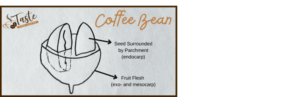 Diagram showing how a coffee bean comes from the seed of a coffee cherry. It shows two beans side by side with their flat surfaces facing each other. There is the seed surrounded by parchment (endocarp) and the fruit flesh which is called the eco- and mesocarp.