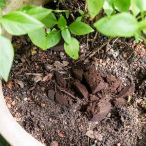 Can I Put Coffee Grounds in My Composting Bin?